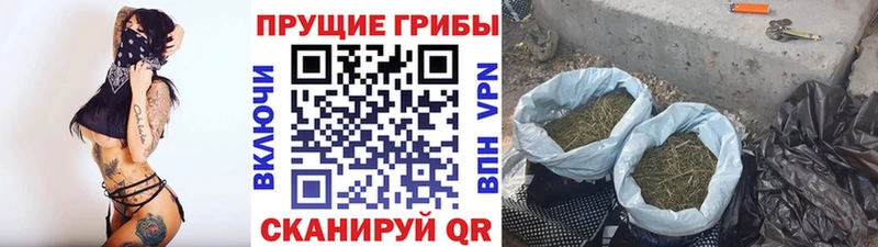 Галлюциногенные грибы Cubensis  закладка  Россошь 
