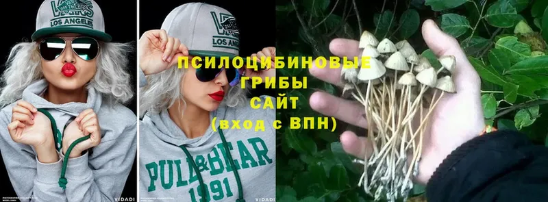 Псилоцибиновые грибы Cubensis  где продают   нарко площадка какой сайт  Россошь 